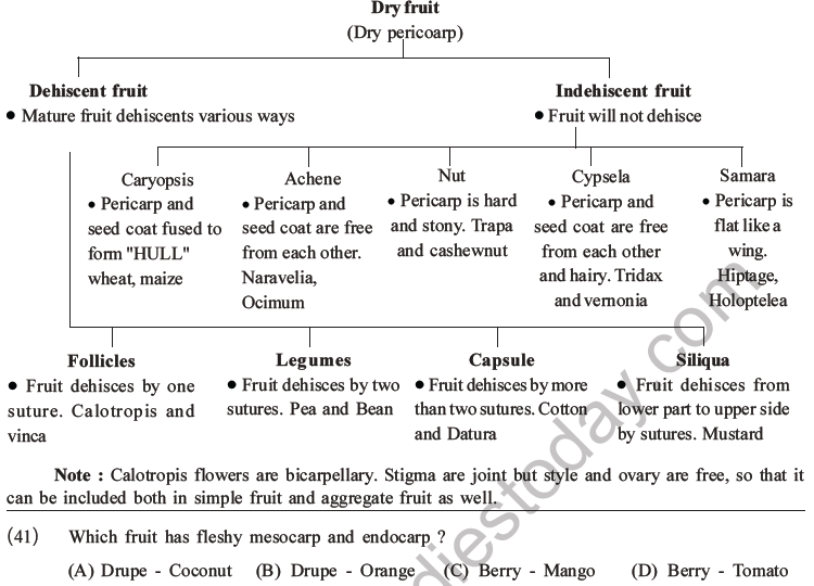 NEET Biology Morphology Of Plants MCQs Set C, Multiple Choice Questions